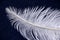 A white fluffy ostrich feather lies on a blue background