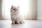 A white fluffy Persian cat kitten is sitting on the floor