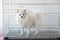 A white fluffy pomeranian dog stands sideways to the camera in an iron cage. Dog maintenance, kennel, breeding