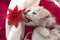White Fluffy Puppy Eating Christmas Flower