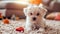 White fluffy puppy on plush rug in cozy room, gazing at heart shaped toy on pastel background.