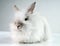 White fluffy rabbit