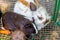 White fluffy rabbit and black guinea pig in a cage. Animals are friends_