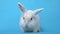 White fluffy rabbit chews grass on a blue background. The little hare eats food. Happy Easter greetings. Shop for