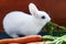 White fluffy rabbit eats lush green foliage of carrots.