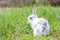 White fluffy rabbit on green grass. Easter Bunny. Little beautiful hare on a green meadow