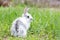 White fluffy rabbit on green grass. Easter Bunny. Little beautiful hare on a green meadow
