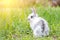 White fluffy rabbit on green grass. Easter Bunny. Little beautiful hare on a green meadow