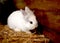 White, fluffy rabbit in the hay in the house