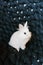White fluffy rabbit on a knitted dark plaid