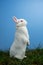 White fluffy rabbit standing up on the grass