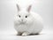 White Fluffy Rabbit on a White Background