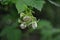 White fluffy raspberry flowers on the green bush with black ants, soft bokeh