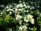 White, fluffy, recently blossomed flowers on a green bush with carved leaves. Urban flora to decorate streets, squares, parks. The