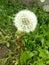 White fluffy round dandelion in the green grass.