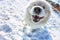 White fluffy Samoyed dog fisheye. close-up portrait