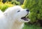 White fluffy Samoyed dog puppy barks outside