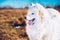 White fluffy Samoyed dog puppy is walking outside