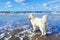 White fluffy Samoyed dog walks along the beach on the background of the stormy sea