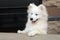 White and fluffy Samoyed pup is looking very smart