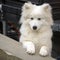 White and fluffy Samoyed pup is looking very smart