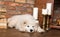 White fluffy Samoyed puppy dog with book near the fireplace with candles