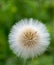 White fluffy seed head of eight thousand seeds of Annual Sow thistle