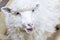 White fluffy sheep in the aviary closeup