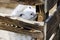 White fluffy sheep in the aviary closeup