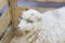 White fluffy sheep in the aviary closeup