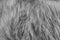 White fluffy sheep wool texture, plush natural wool background, fur texture close-up for designer