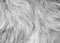 White fluffy sheep wool texture, plush natural wool background, fur texture close-up for designer