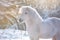 White fluffy shetland pony in winter meadow