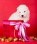 White fluffy small Samoyed puppy dog in a gift red box