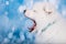 White fluffy small Samoyed puppy dog muzzle profile close up