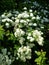 White fluffy terry flowers on a green bush with carved leaves. Urban flora to decorate streets, squares, parks. The flower gives