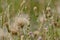 White fluffy thistle seeds on overblown flowers