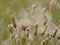 White fluffy thistle seeds on overblown flowers