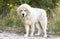 White fluffy Tibetan Mastiff mix breed dog adoption rescue photo