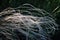 White fluffy wavy grass on dark soft blurry background, close up detail