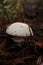 white fly agaric mushroom in the forest on a dark background