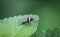 A white fly with a black zebra pattern perched on the leaves against a blurred green background