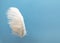 White flying feather on a blue background with copy space. Close-up.