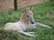 White foal