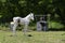 White foal in cluttered pasture