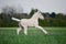 White foal gallops in field