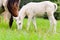 White foal graze near the mother