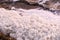 White foam accumulations on the shore near the water surface texture background, foam aggregates, scum, river froth, cumulus foam