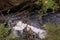 White foam in a small mountain stream with driftwood branches and plants, Germany