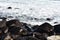 White foam waves and stones on seashore